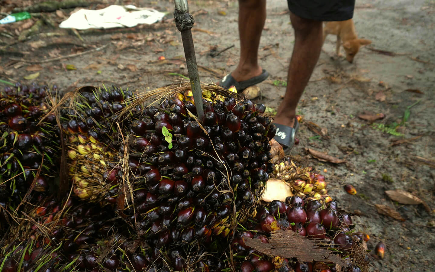 Oil palm fresh fruit bunches