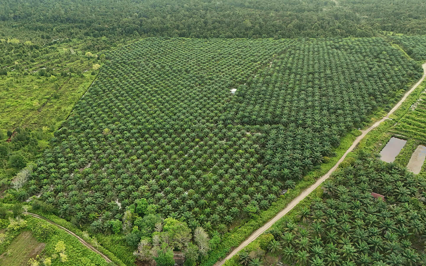 Oil palm plantation within Sebangau National Park