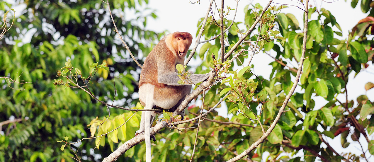 Monkey business