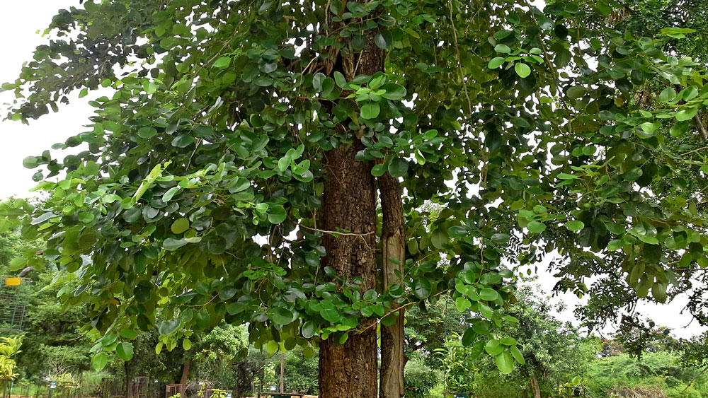 A-red-sandalwood-tree