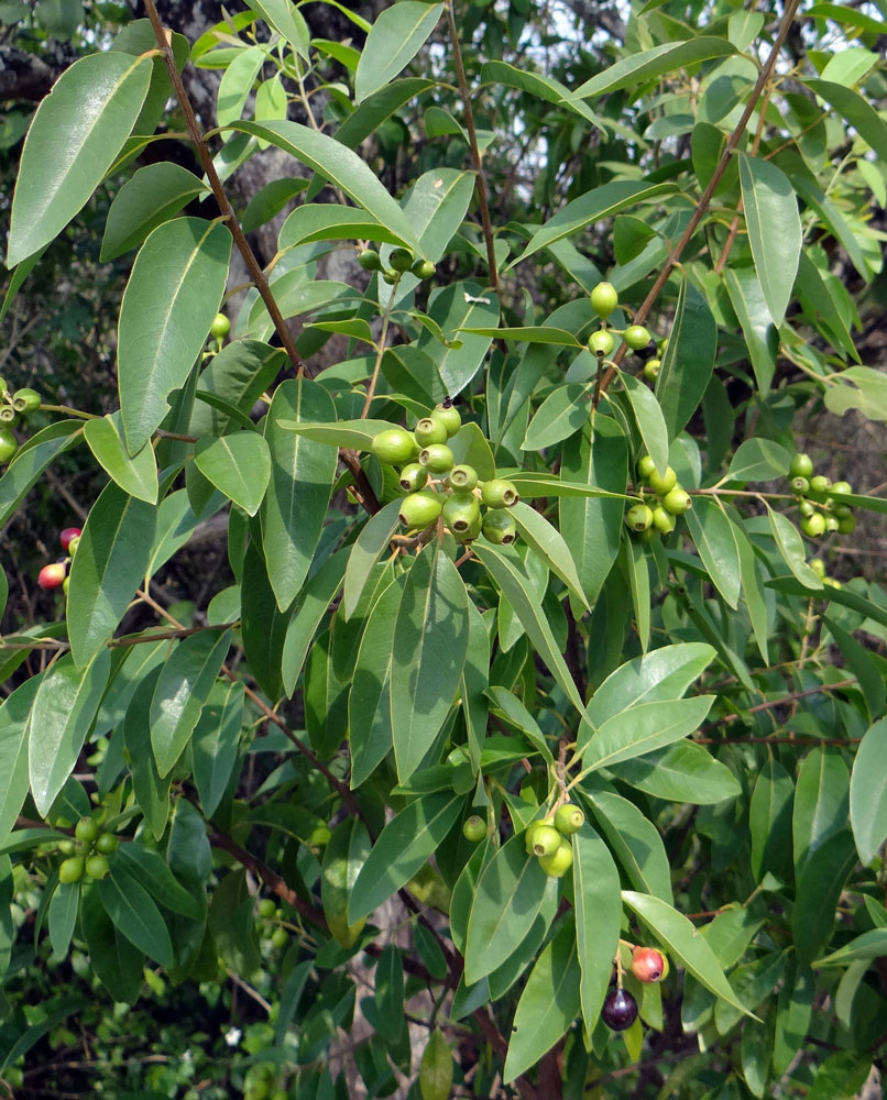 A Sandalwood tree